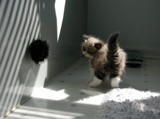 cutest kitty