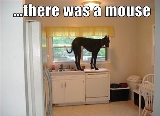 Da war eine Maus - WinFail Bild