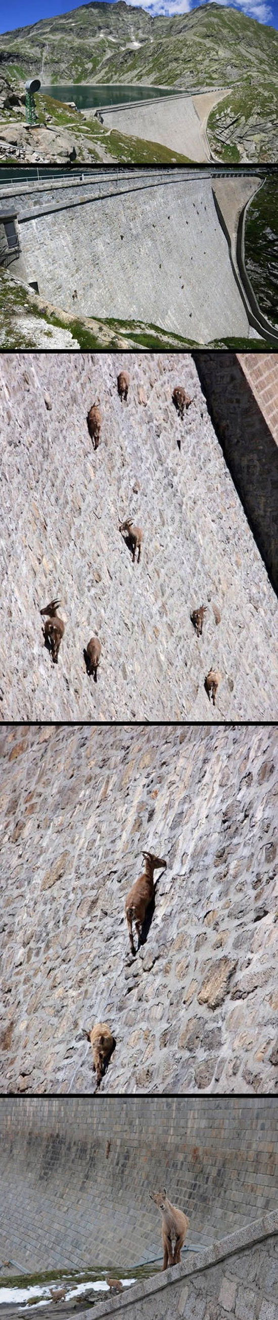 Damn Goats