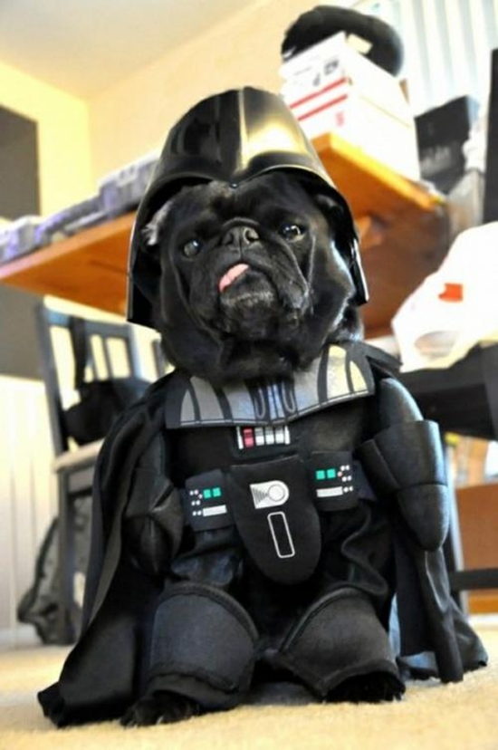 Darth Vader Hund - Win Bild