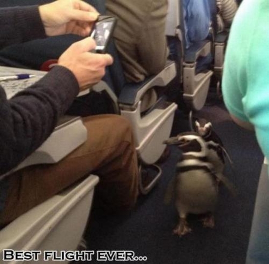 Der beste Flug aller Zeiten - Win Bild