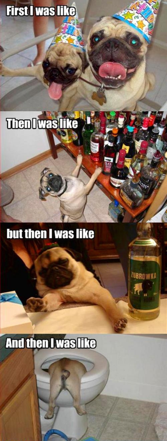 Der Mops und seine Party - Meme Bild