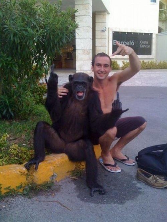 Der Rebellen Affe - Win Bild