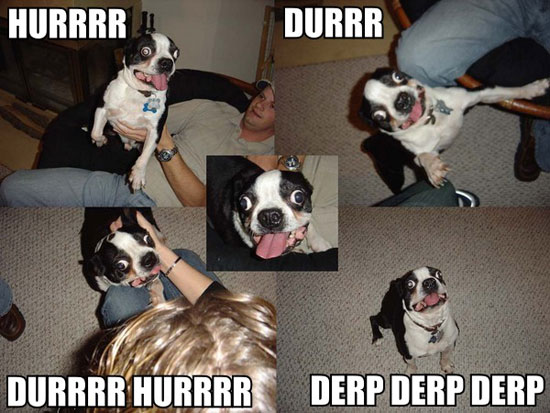 derp the dog