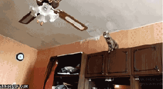 Die Katze - ich brech gleich ab GIF