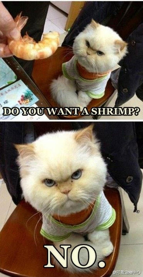 Do you like Shrimp