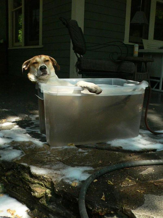 dog-loves-relaxing