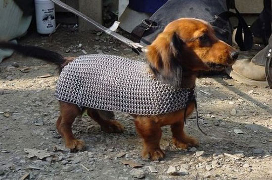 dog armor