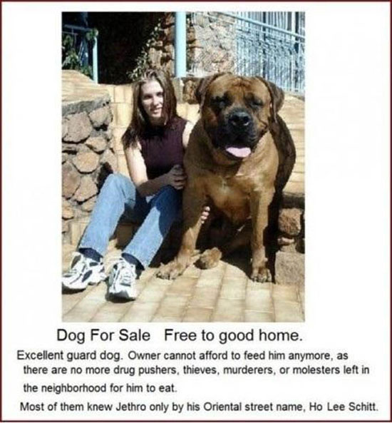 dog for sale