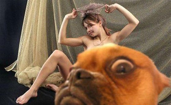 dog ruins everything