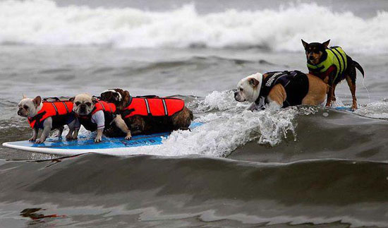 dog surfing