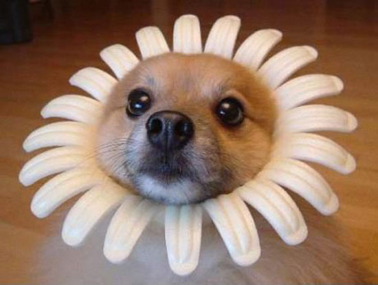 DogFlower