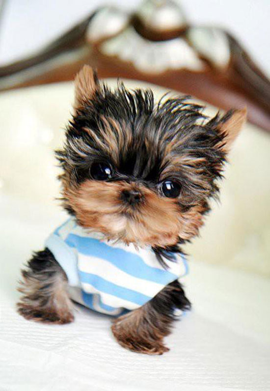 dogfun