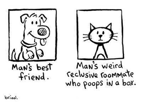 dogs vs cats