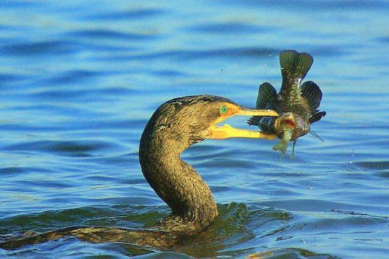double catch