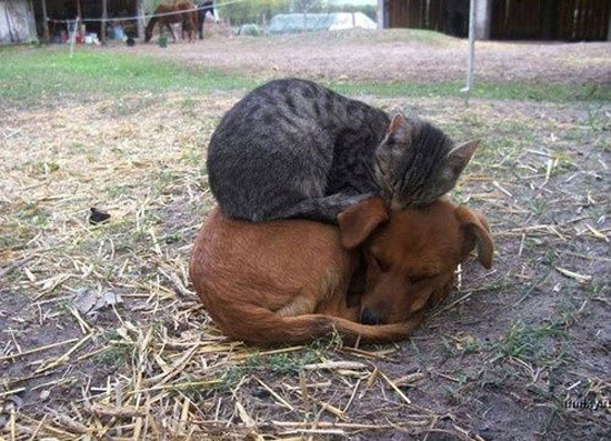 doubledecker pet nap