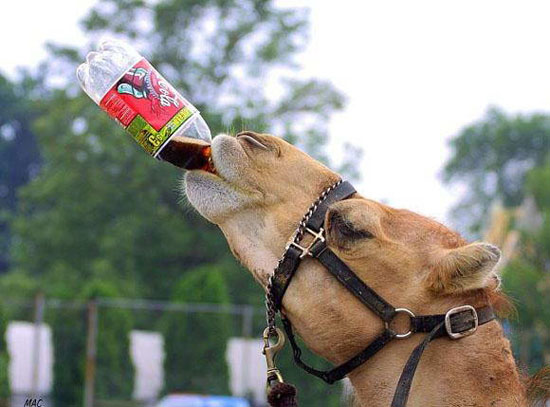 drink of gulf