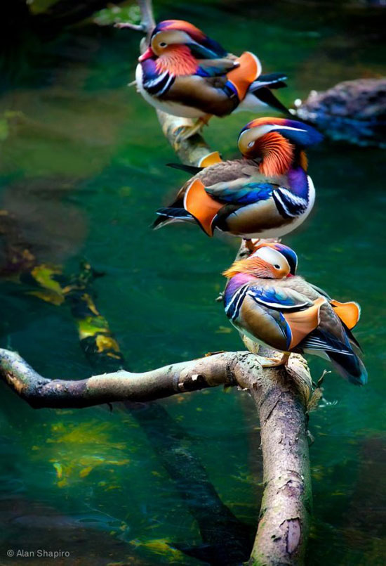 ducks