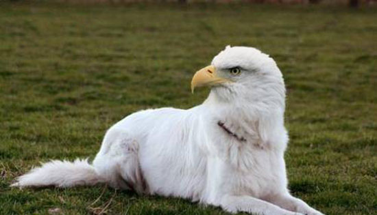 eagle-dog