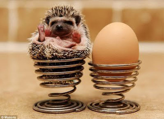 egg size