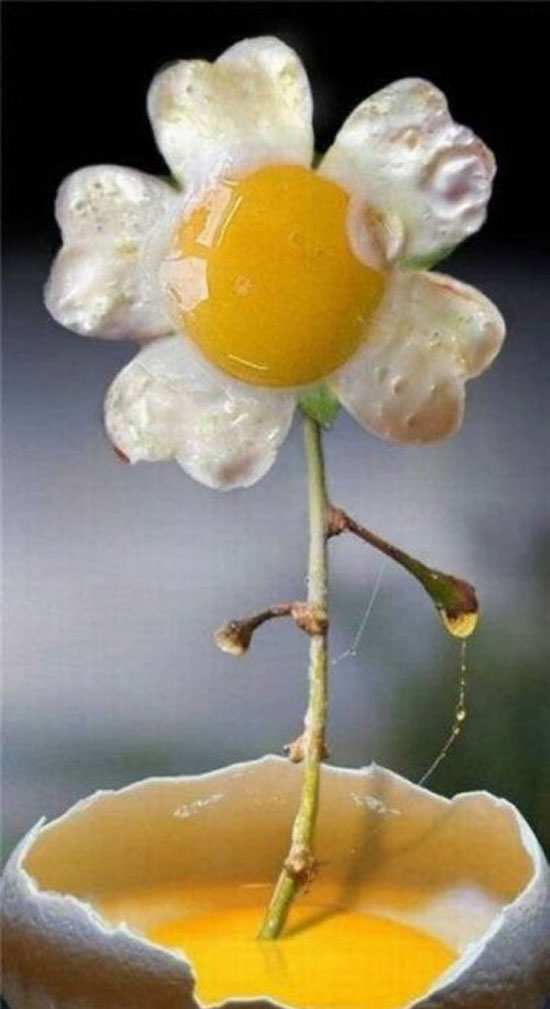 eiblume