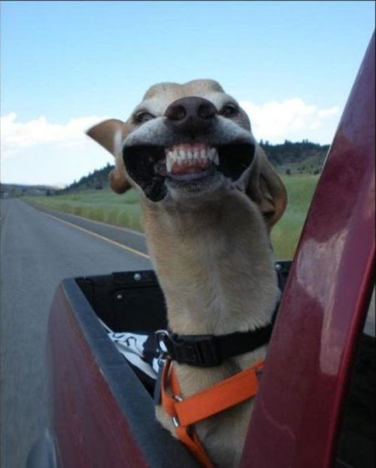 ein echter windhund