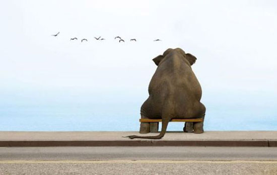 einsamer-elefant