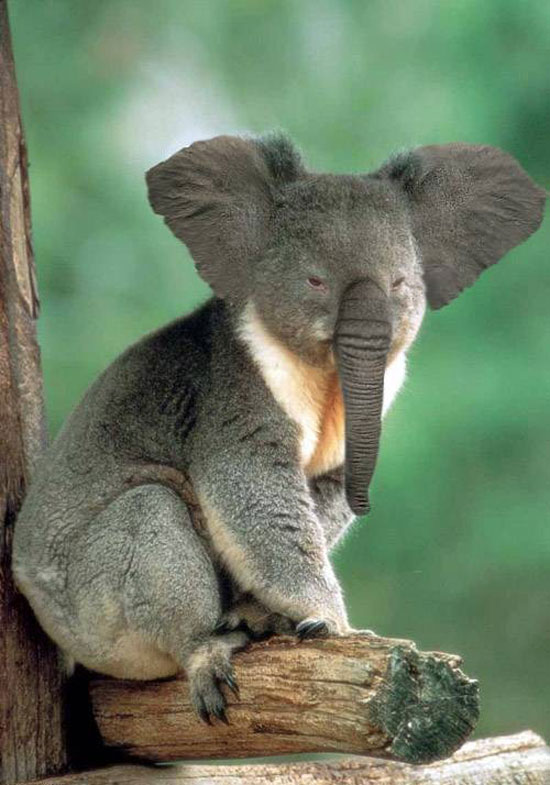 elephant-qualia-bear