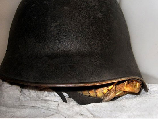 enhanced turtle