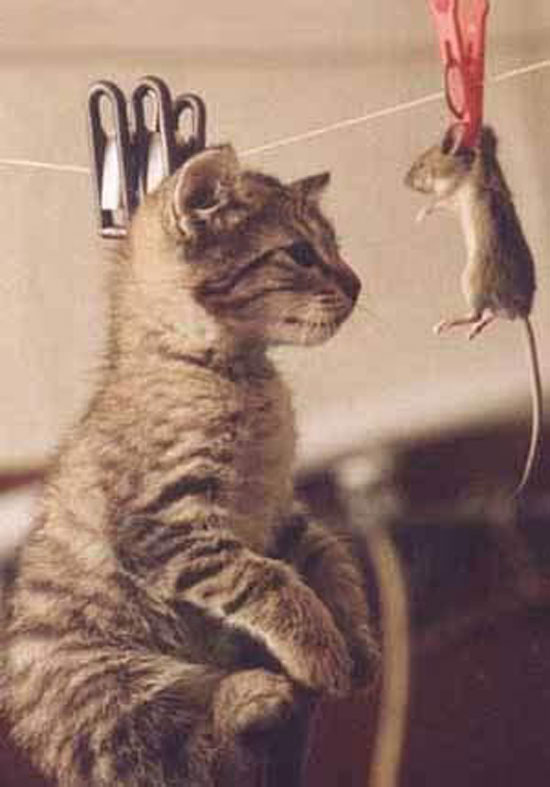 erwischt katze maus