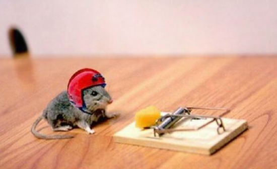 die killermouse