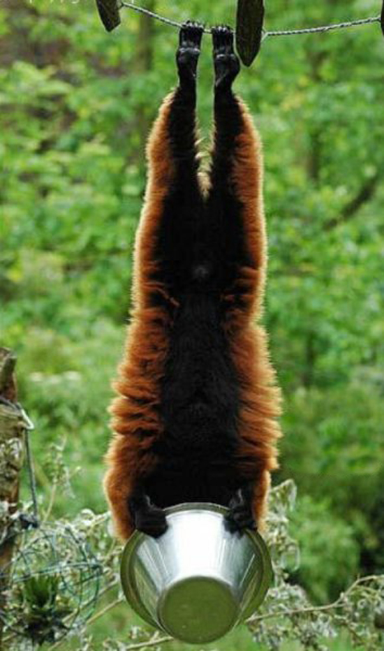 handstand