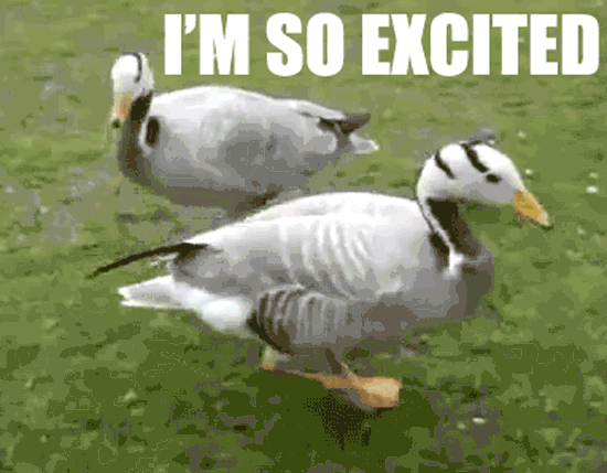 exited ducks gif