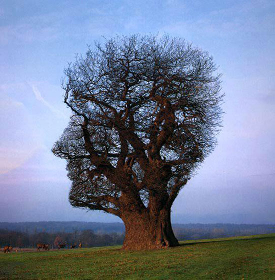 Facebaum