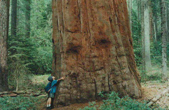 facetree