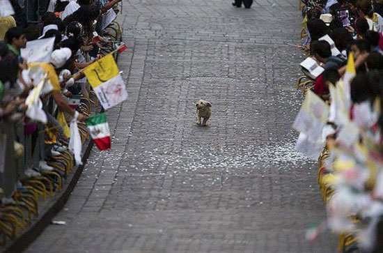 Fame Dog