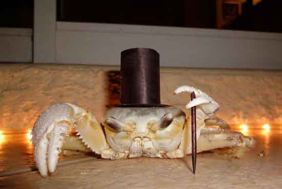 fancy crab