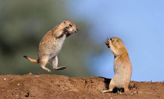 fight erdmaenchen