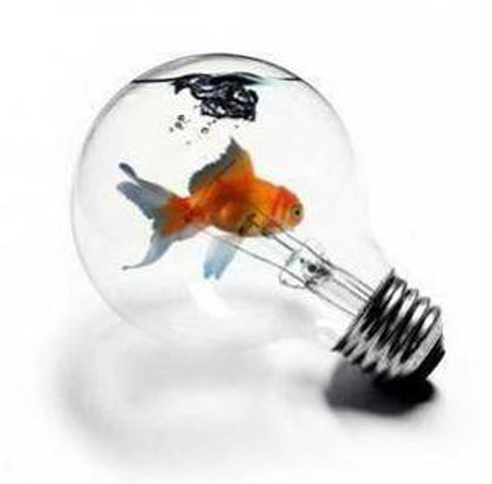 fisch in der gluehbirne