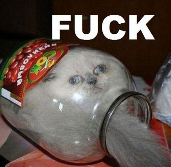 flaschenkatze