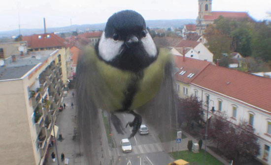 Fligh Zilla vorm Fenster