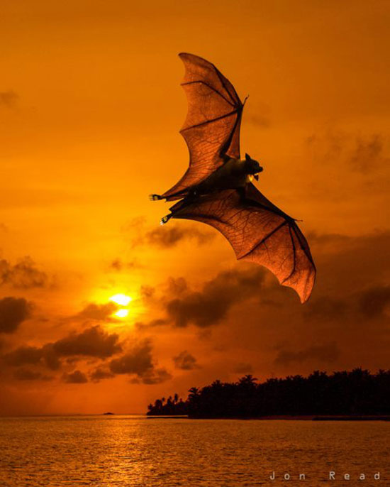 FlighNight