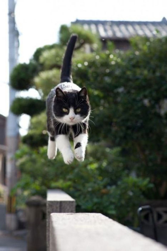 flying cat