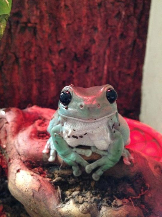 Super Frosch Koenig