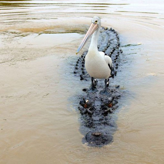 Freerider