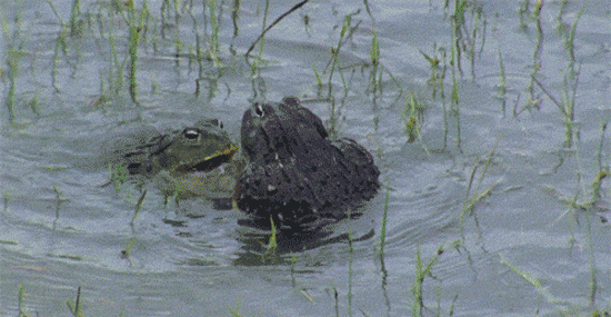 frosch party GIF
