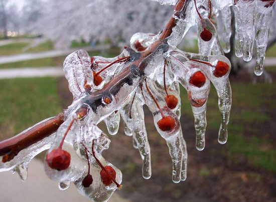 frozen cherries