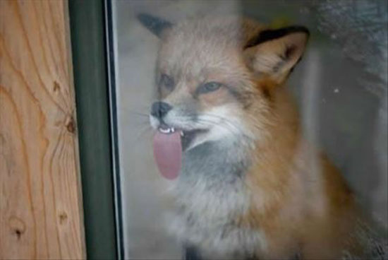 fuchs klebt zunge fest