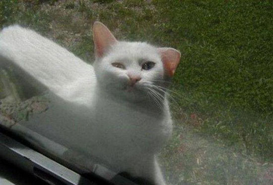 funny-cat-face