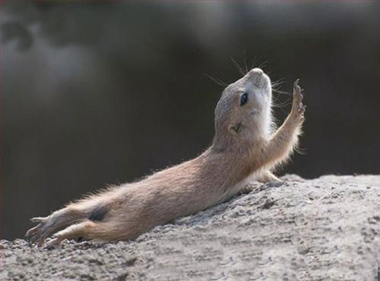 funny-pictures-chipmunk-asks-you-to-go-on
